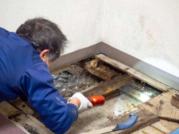 Best Mold Removal Company Near Me  in Port Isabel, TX