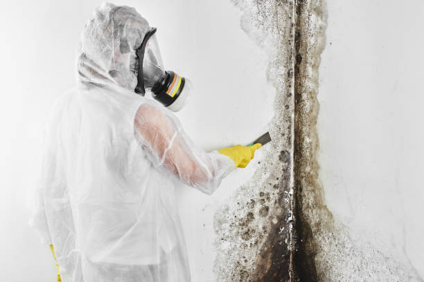 Best Black Mold Removal  in Port Isabel, TX