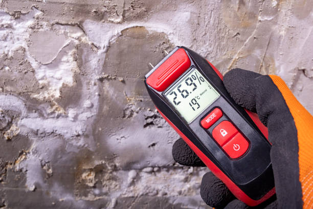Best Residential Mold Removal  in Port Isabel, TX