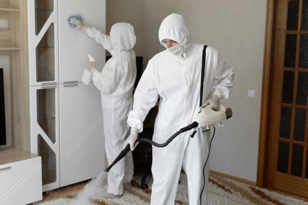 Best Attic Mold Removal  in Port Isabel, TX