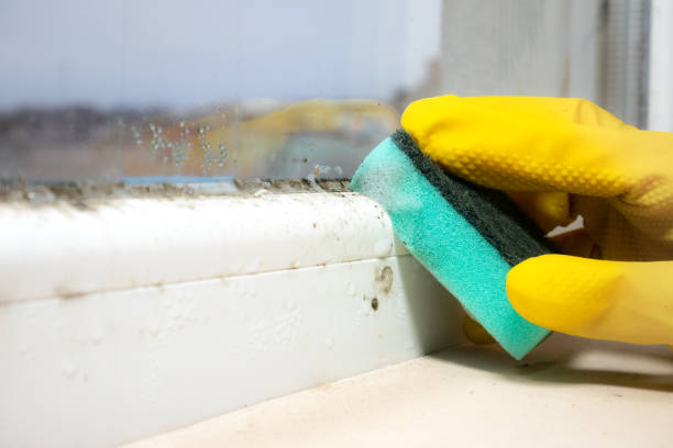 Best Toxic Mold Removal  in Port Isabel, TX