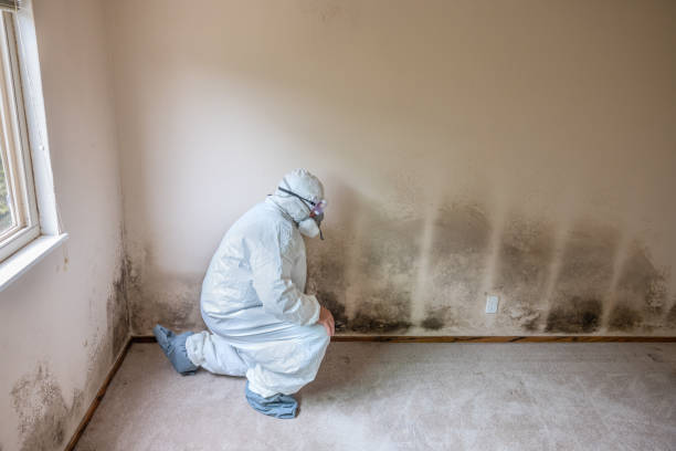 Best Certified Mold Removal  in Port Isabel, TX