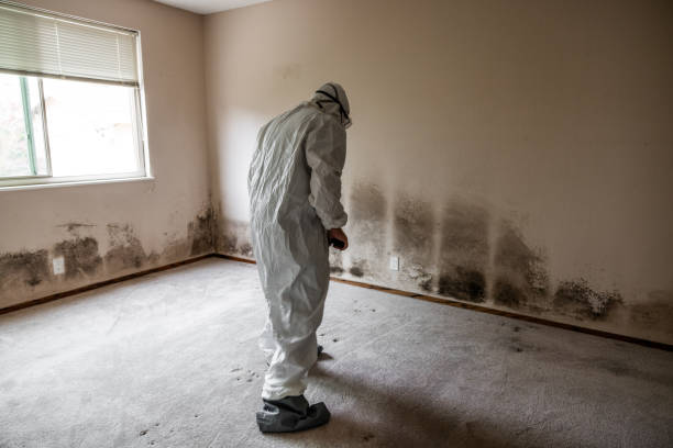 Reliable Port Isabel, TX Mold Removal Solutions