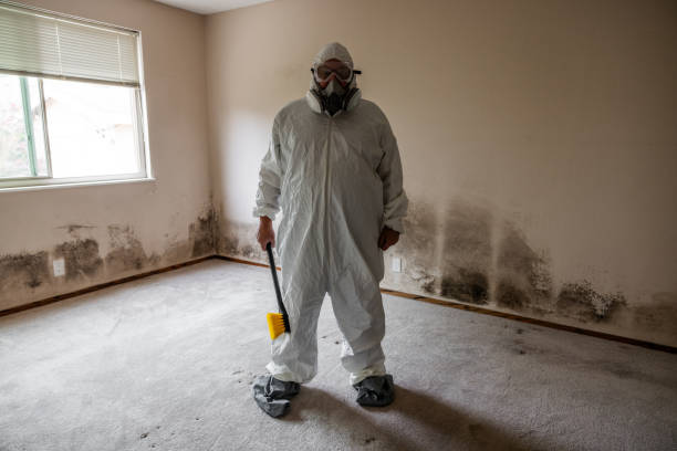 Best Mold Damage Repair  in Port Isabel, TX