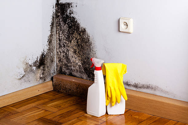 Best Commercial Mold Removal  in Port Isabel, TX