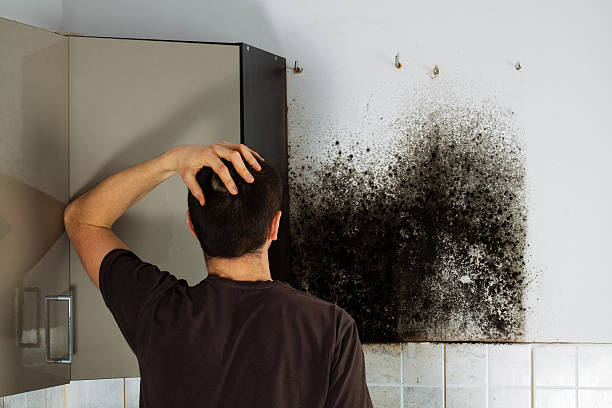 Best Professional Mold Removal  in Port Isabel, TX