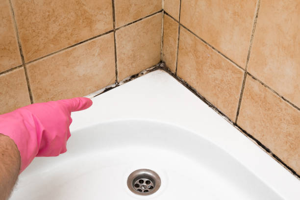 Best Mold Testing  in Port Isabel, TX